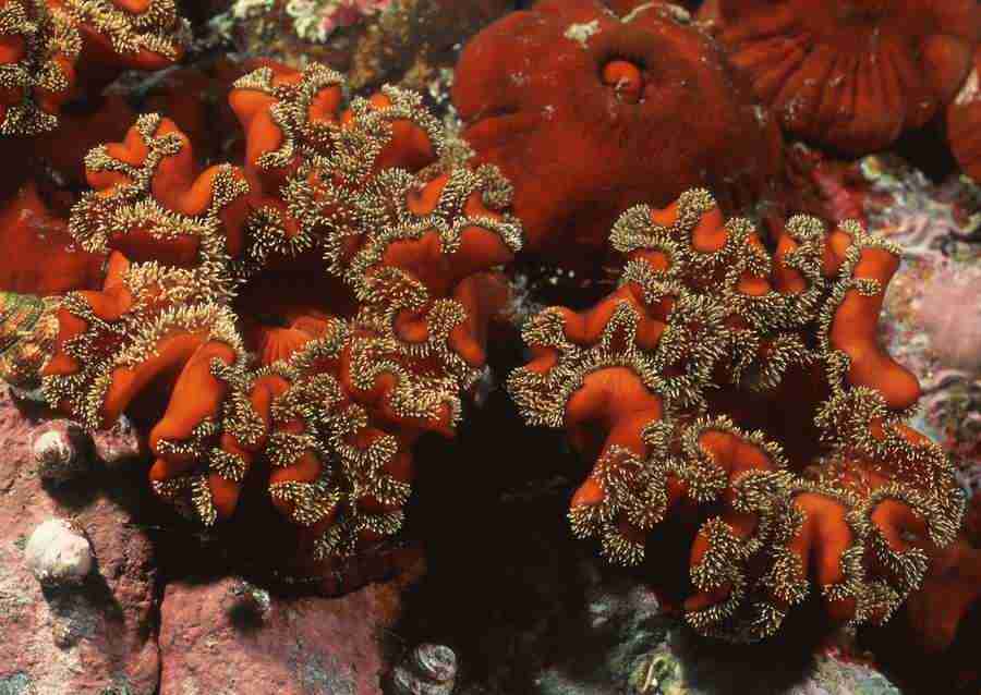 Coras And Marine Creatures - Datacraft Sozaijiten  ></a>
<script language=JavaScript> 
  var txt = 