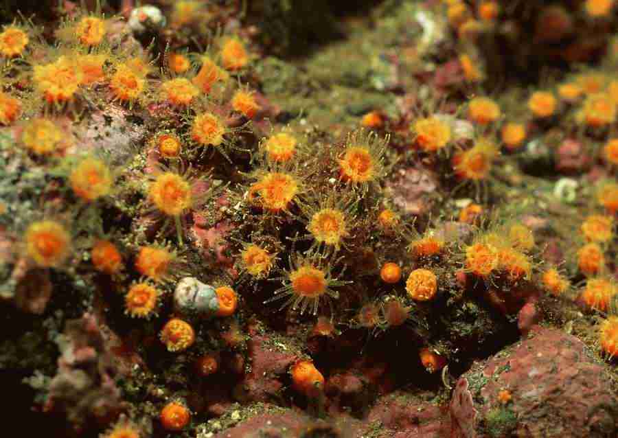 Coras And Marine Creatures - Datacraft Sozaijiten  ></a>
<script language=JavaScript> 
  var txt = 