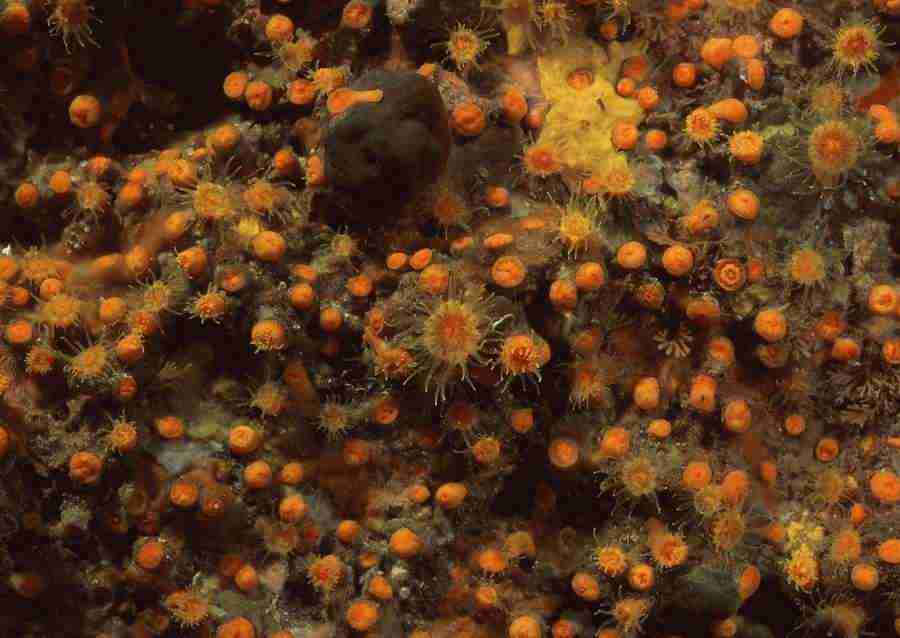 Coras And Marine Creatures - Datacraft Sozaijiten  ></a>
<script language=JavaScript> 
  var txt = 