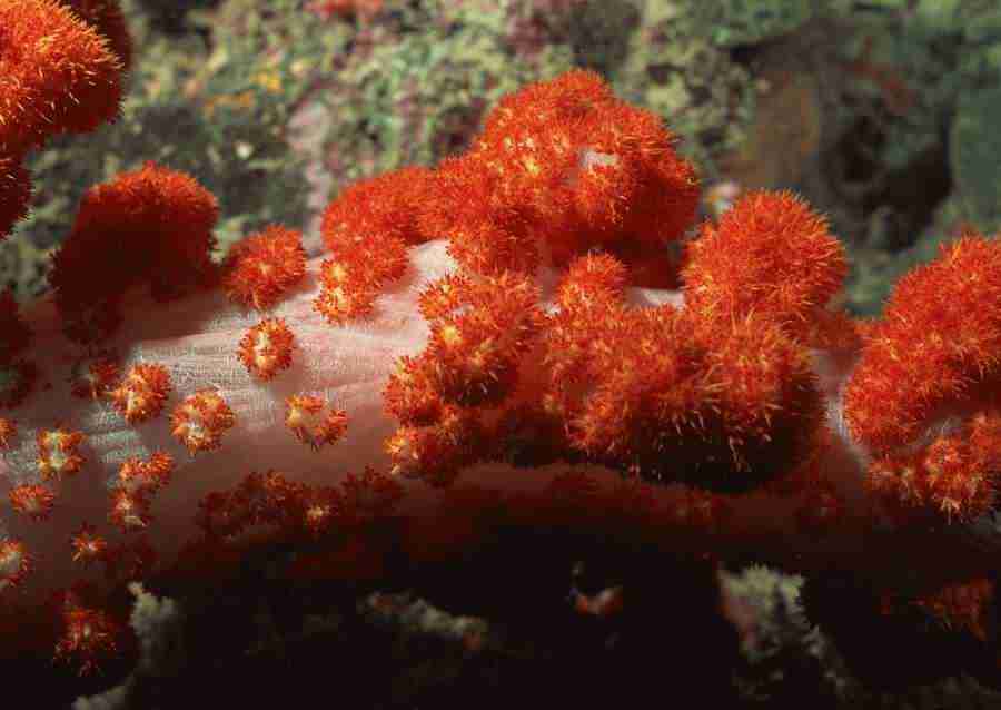 Coras And Marine Creatures - Datacraft Sozaijiten  ></a>
<script language=JavaScript> 
  var txt = 