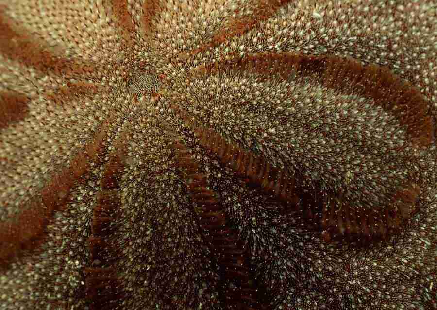 Coras And Marine Creatures - Datacraft Sozaijiten  ></a>
<script language=JavaScript> 
  var txt = 