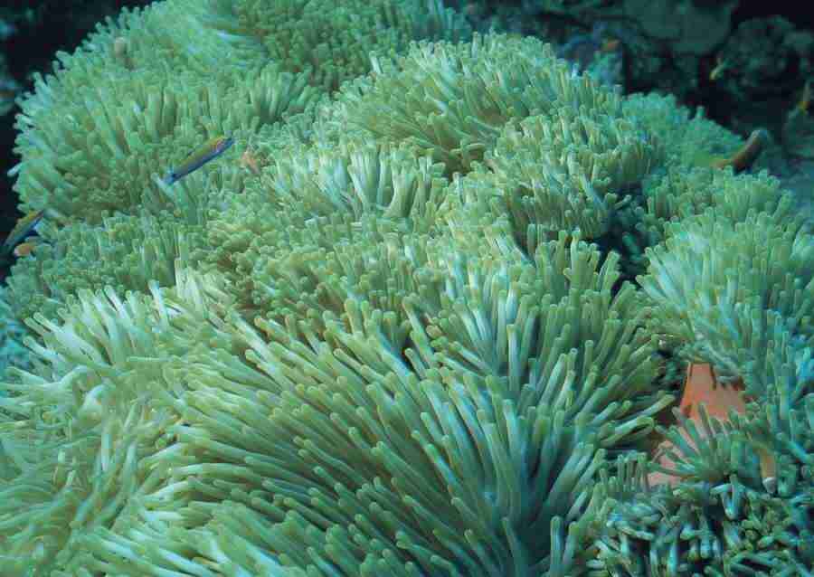 Coras And Marine Creatures - Datacraft Sozaijiten  ></a>
<script language=JavaScript> 
  var txt = 