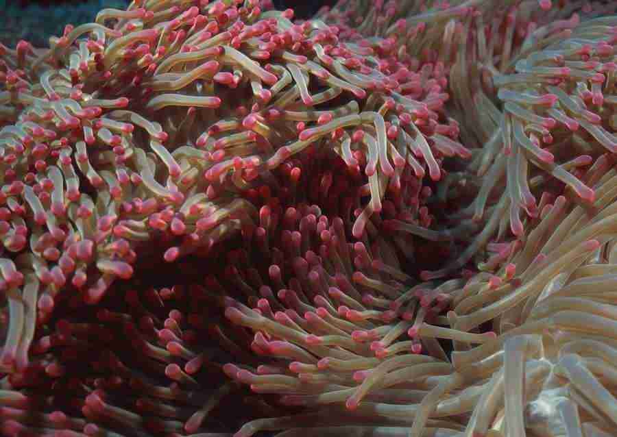 Coras And Marine Creatures - Datacraft Sozaijiten  ></a>
<script language=JavaScript> 
  var txt = 
