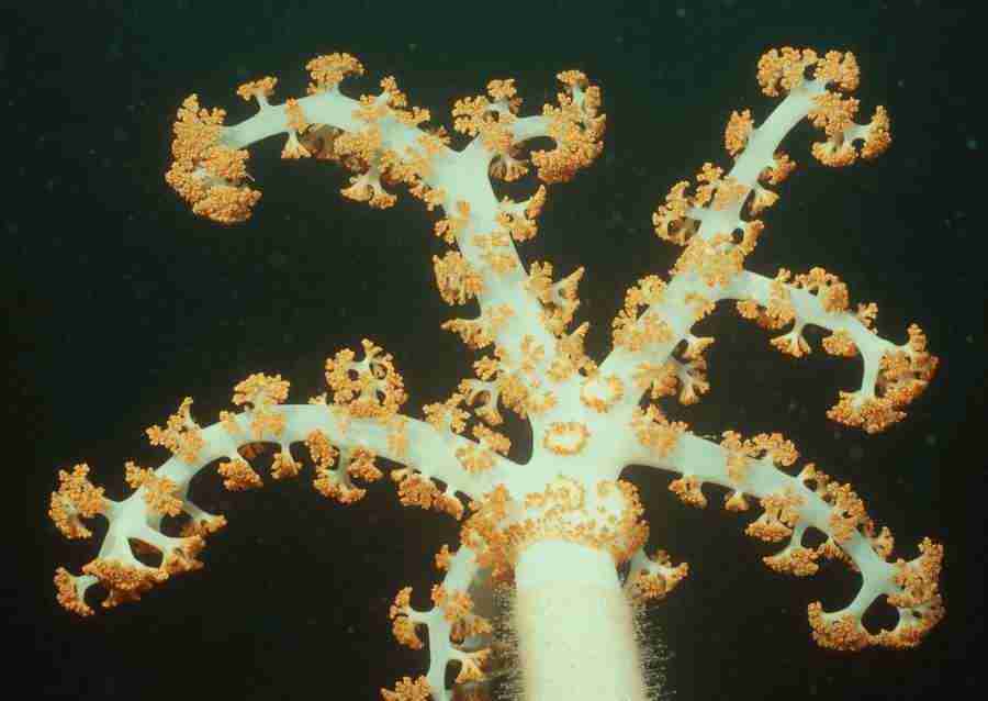 Coras And Marine Creatures - Datacraft Sozaijiten  ></a>
<script language=JavaScript> 
  var txt = 