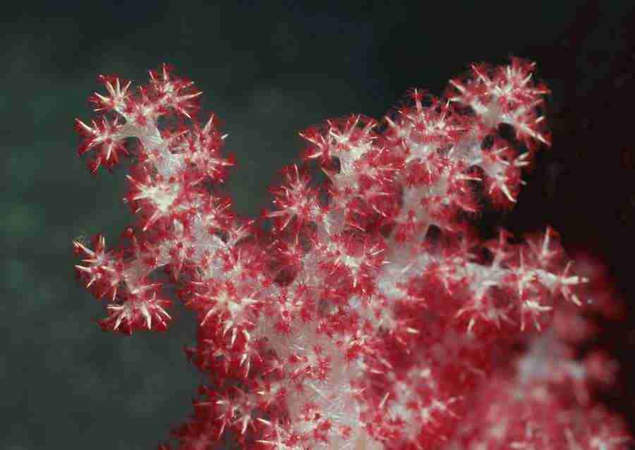 Coras And Marine Creatures - Datacraft Sozaijiten  ></a>
<script language=JavaScript> 
  var txt = 