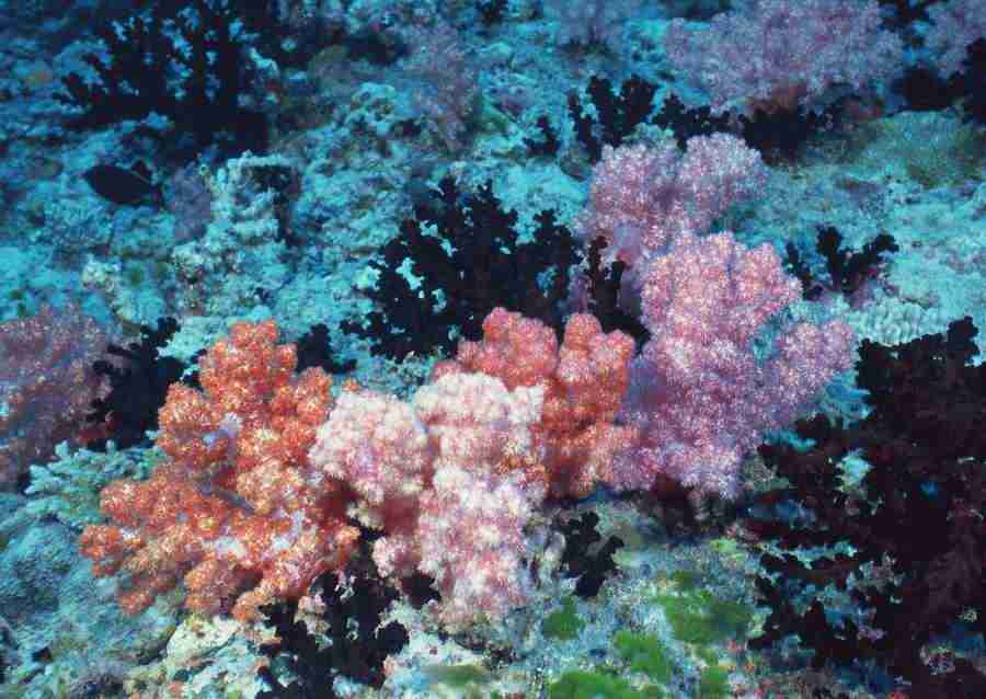Coras And Marine Creatures - Datacraft Sozaijiten  ></a>
<script language=JavaScript> 
  var txt = 