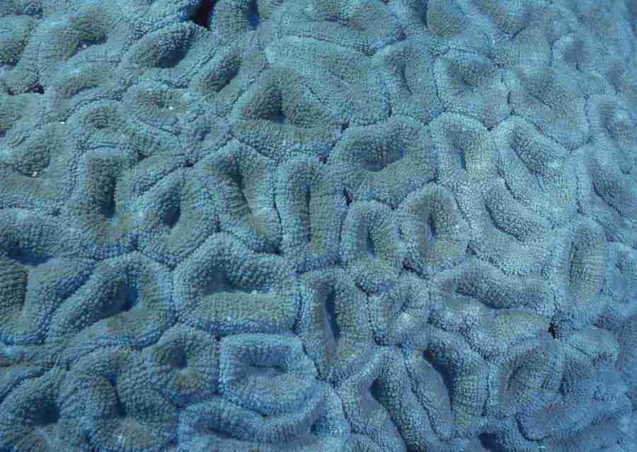 Coras And Marine Creatures - Datacraft Sozaijiten  ></a>
<script language=JavaScript> 
  var txt = 