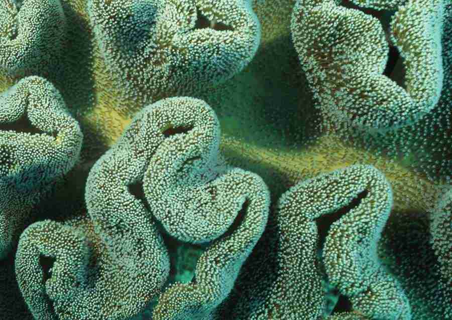 Coras And Marine Creatures - Datacraft Sozaijiten  ></a>
<script language=JavaScript> 
  var txt = 
