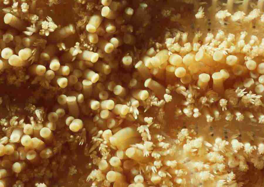 Coras And Marine Creatures - Datacraft Sozaijiten  ></a>
<script language=JavaScript> 
  var txt = 