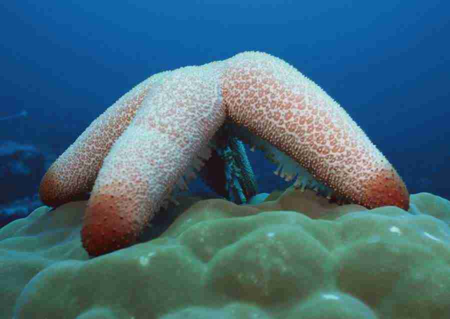 Coras And Marine Creatures - Datacraft Sozaijiten  ></a>
<script language=JavaScript> 
  var txt = 