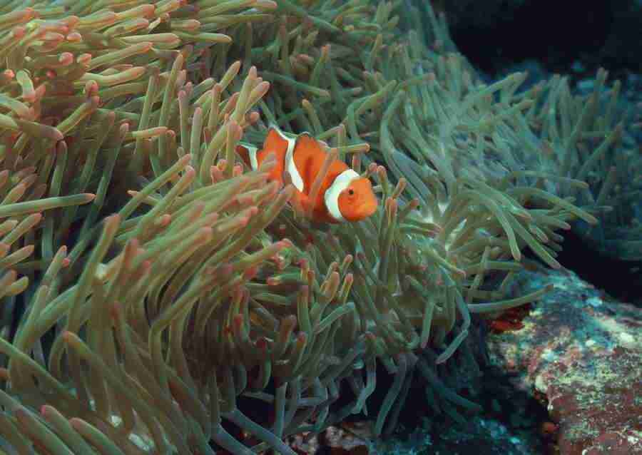 Coras And Marine Creatures - Datacraft Sozaijiten  ></a>
<script language=JavaScript> 
  var txt = 