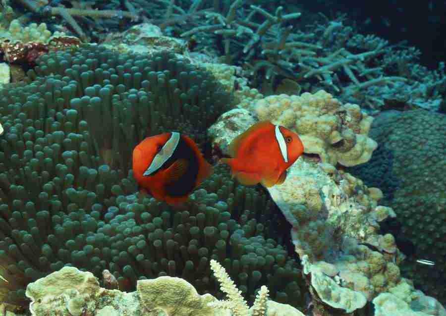 Coras And Marine Creatures - Datacraft Sozaijiten  ></a>
<script language=JavaScript> 
  var txt = 