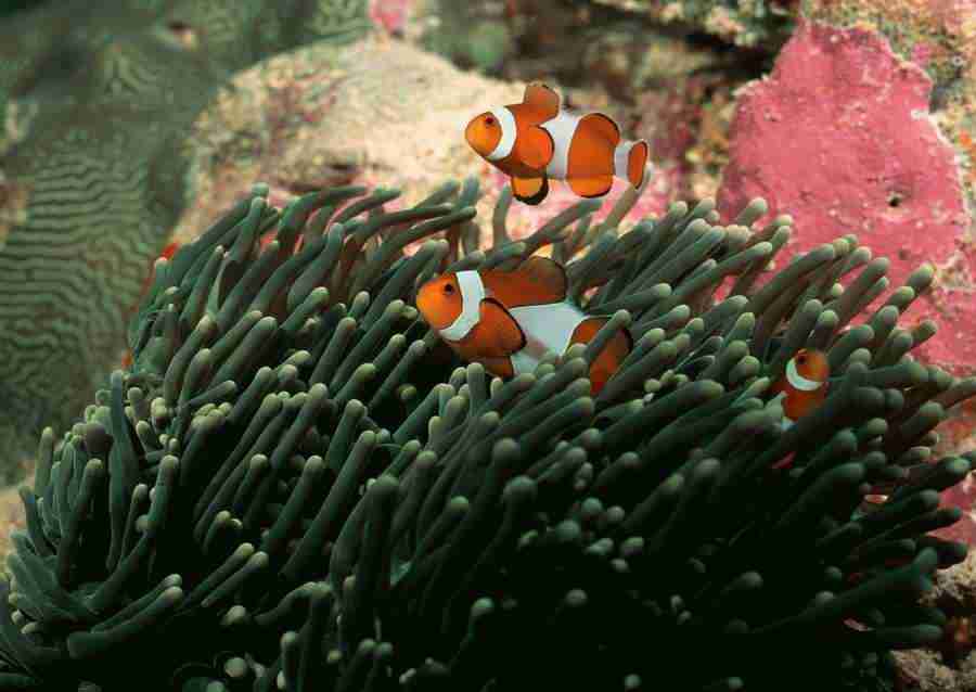 Coras And Marine Creatures - Datacraft Sozaijiten  ></a>
<script language=JavaScript> 
  var txt = 
