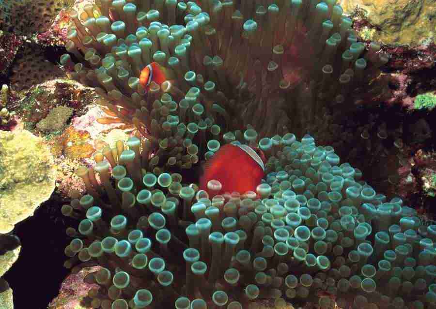 Coras And Marine Creatures - Datacraft Sozaijiten  ></a>
<script language=JavaScript> 
  var txt = 