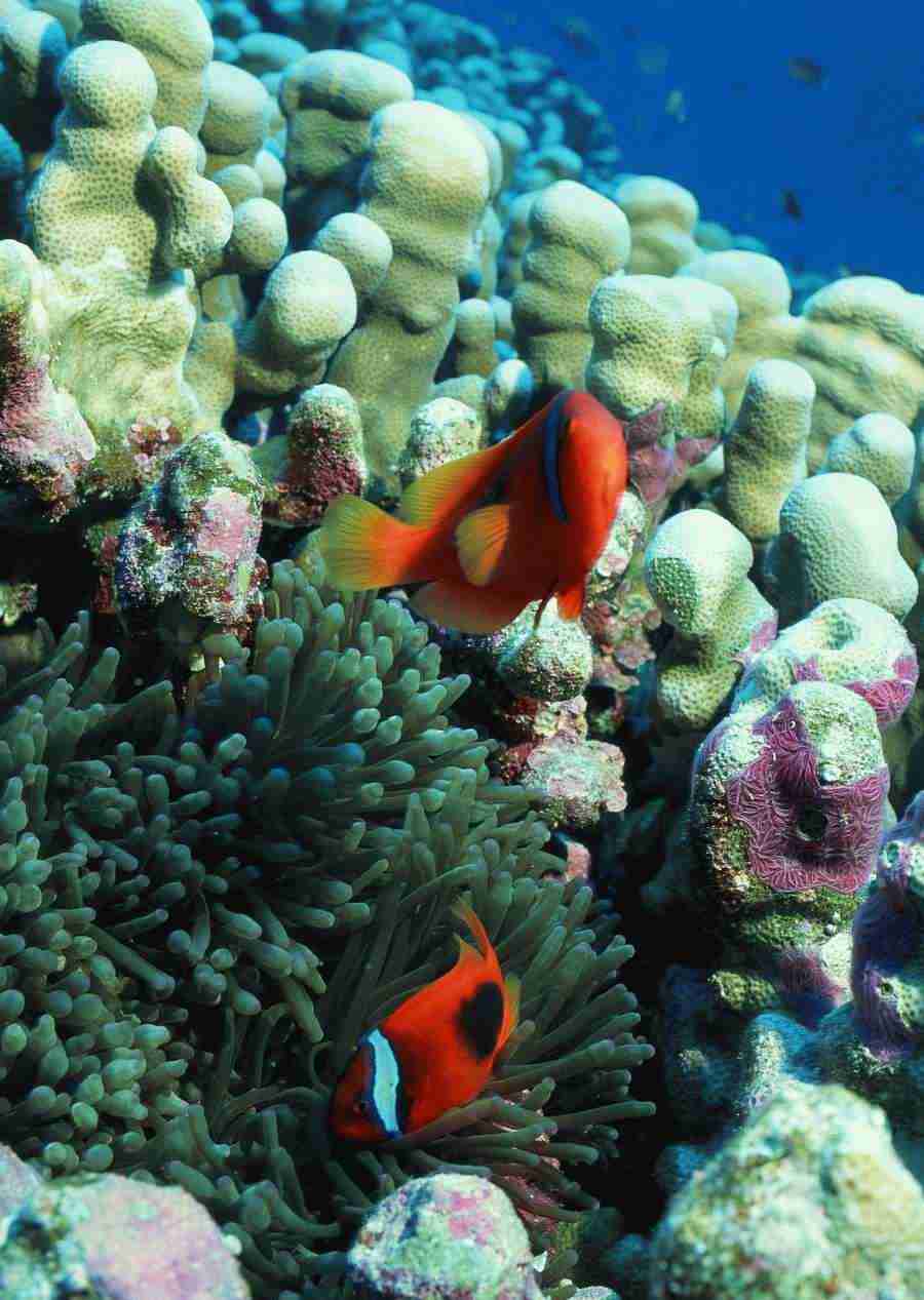 Coras And Marine Creatures - Datacraft Sozaijiten  ></a>
<script language=JavaScript> 
  var txt = 
