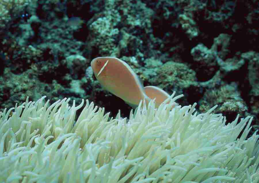Coras And Marine Creatures - Datacraft Sozaijiten  ></a>
<script language=JavaScript> 
  var txt = 