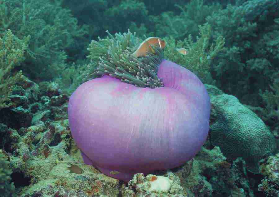Coras And Marine Creatures - Datacraft Sozaijiten  ></a>
<script language=JavaScript> 
  var txt = 