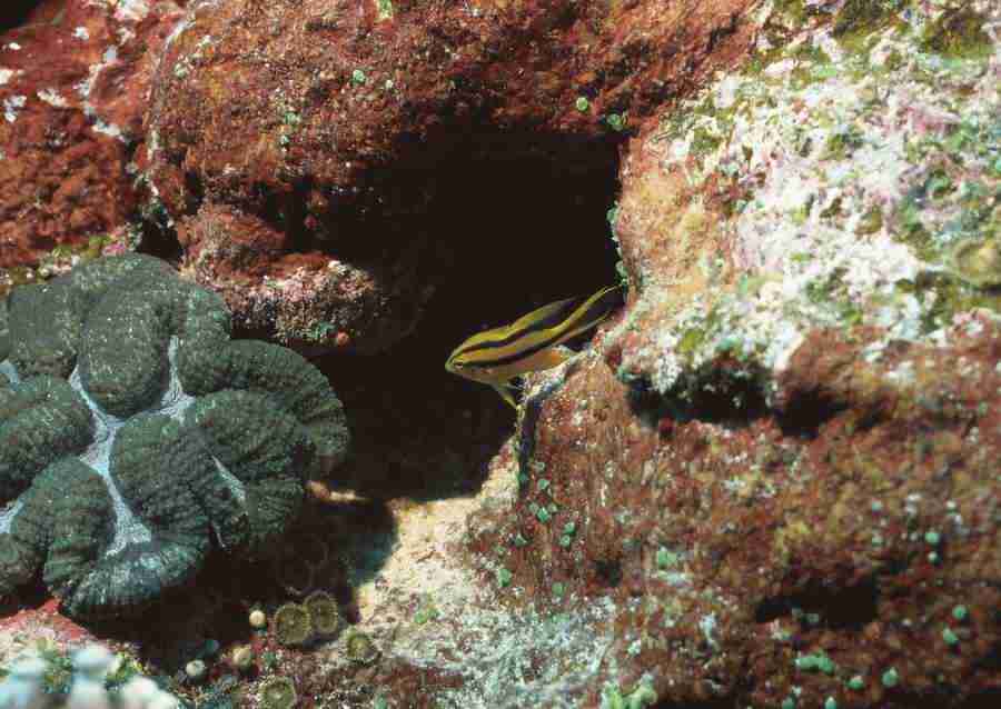 Coras And Marine Creatures - Datacraft Sozaijiten  ></a>
<script language=JavaScript> 
  var txt = 