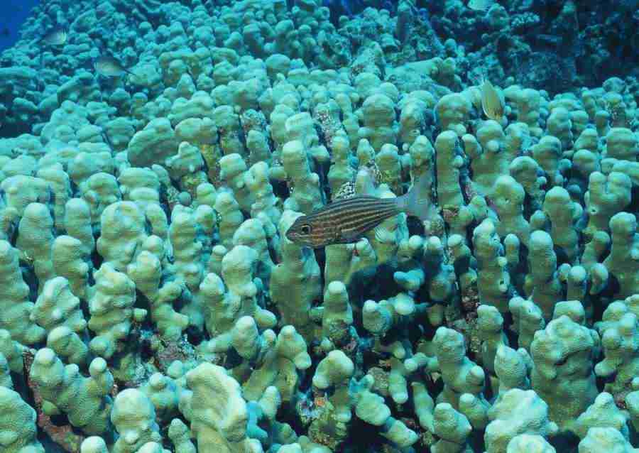 Coras And Marine Creatures - Datacraft Sozaijiten  ></a>
<script language=JavaScript> 
  var txt = 