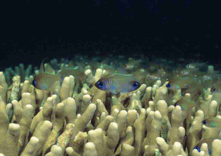 Coras And Marine Creatures - Datacraft Sozaijiten  ></a>
<script language=JavaScript> 
  var txt = 