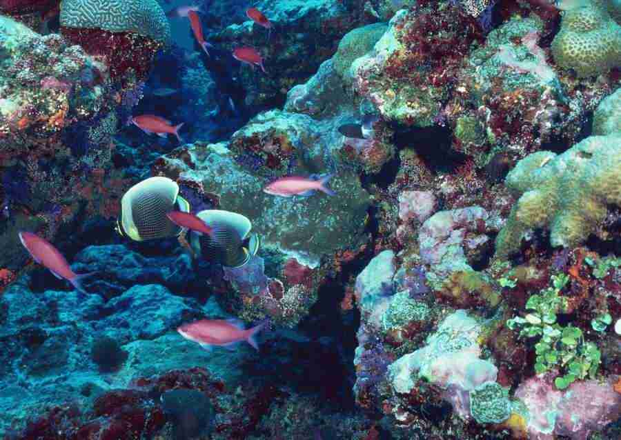 Coras And Marine Creatures - Datacraft Sozaijiten  ></a>
<script language=JavaScript> 
  var txt = 
