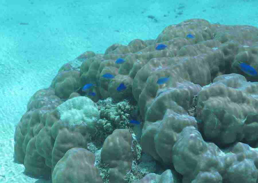 Coras And Marine Creatures - Datacraft Sozaijiten  ></a>
<script language=JavaScript> 
  var txt = 