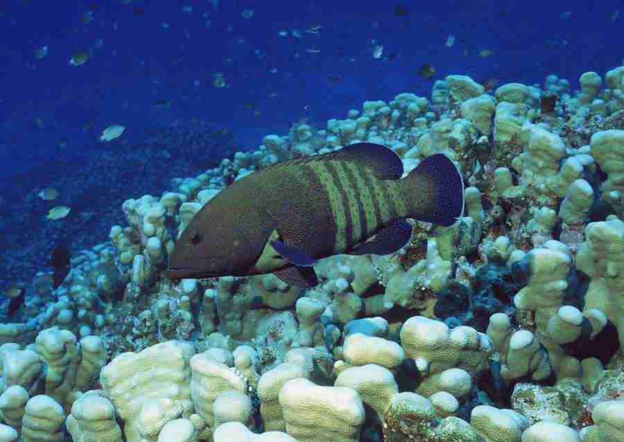 Coras And Marine Creatures - Datacraft Sozaijiten  ></a>
<script language=JavaScript> 
  var txt = 