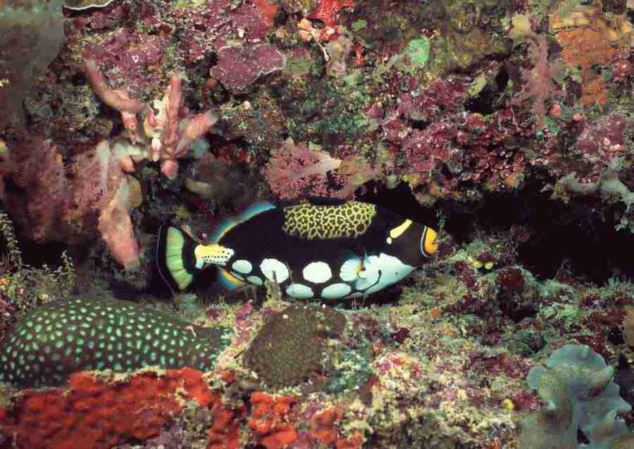 Coras And Marine Creatures - Datacraft Sozaijiten  ></a>
<script language=JavaScript> 
  var txt = 