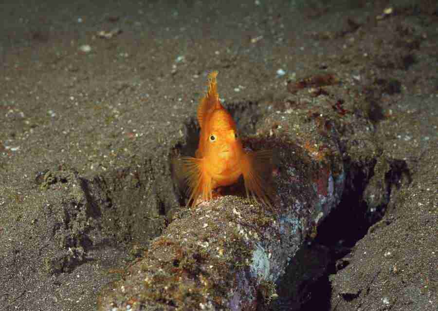 Coras And Marine Creatures - Datacraft Sozaijiten  ></a>
<script language=JavaScript> 
  var txt = 