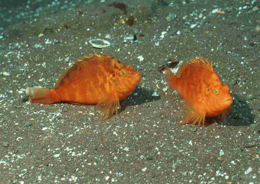 Coras And Marine Creatures - Datacraft Sozaijiten  ></a>
<script language=JavaScript> 
  var txt = 