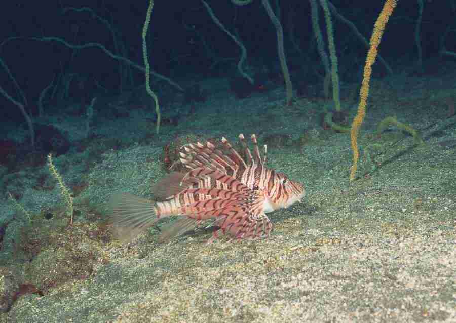 Coras And Marine Creatures - Datacraft Sozaijiten  ></a>
<script language=JavaScript> 
  var txt = 