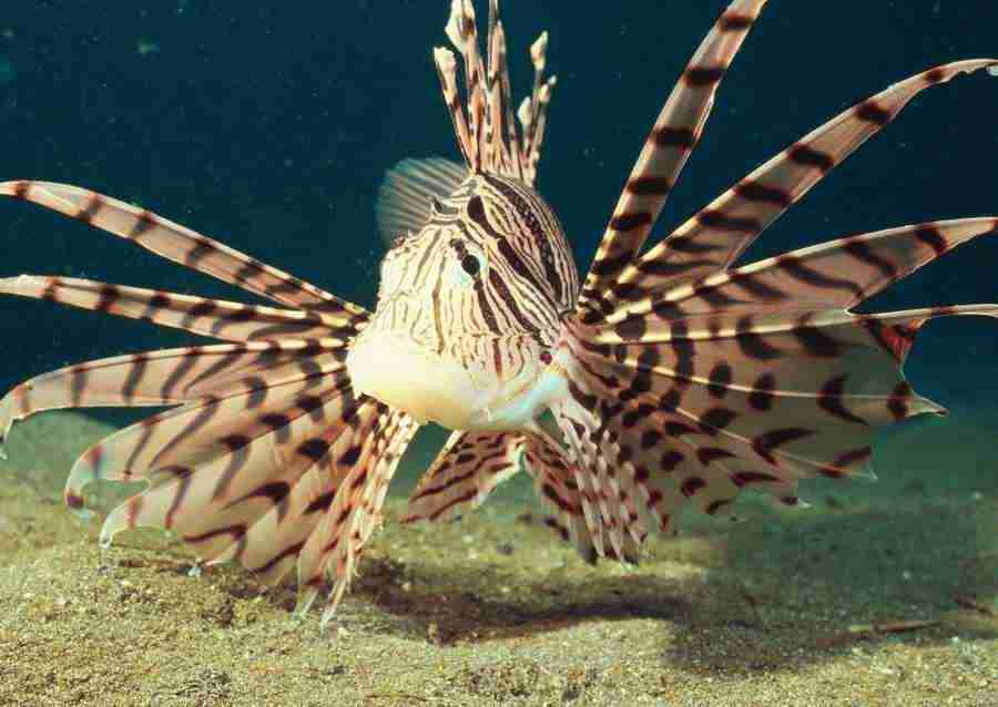 Coras And Marine Creatures - Datacraft Sozaijiten  ></a>
<script language=JavaScript> 
  var txt = 