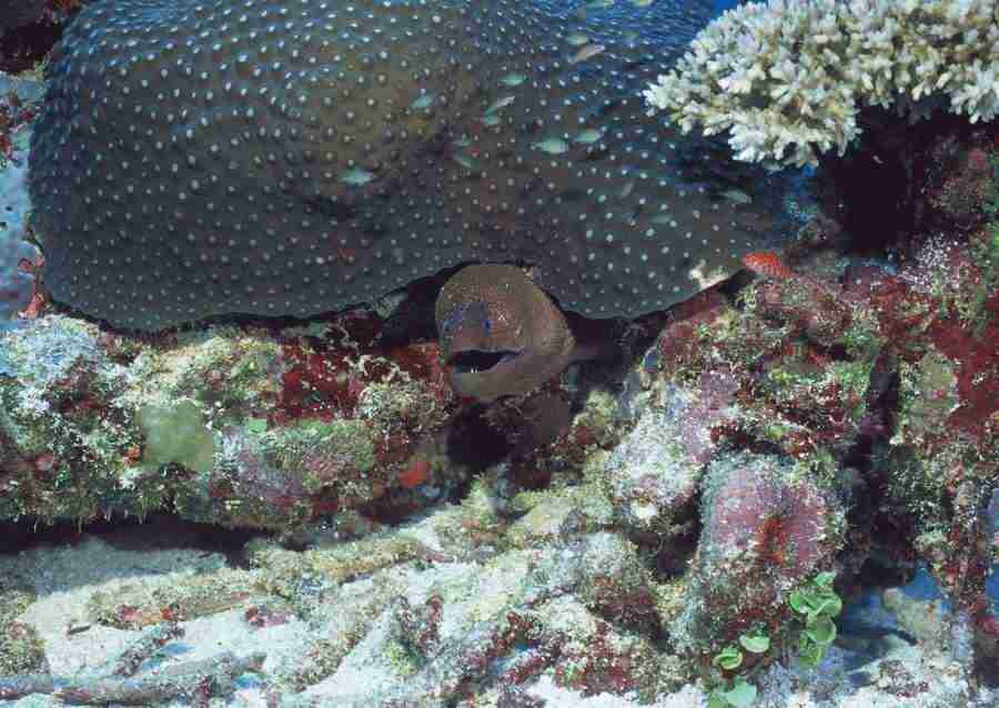 Coras And Marine Creatures - Datacraft Sozaijiten  ></a>
<script language=JavaScript> 
  var txt = 