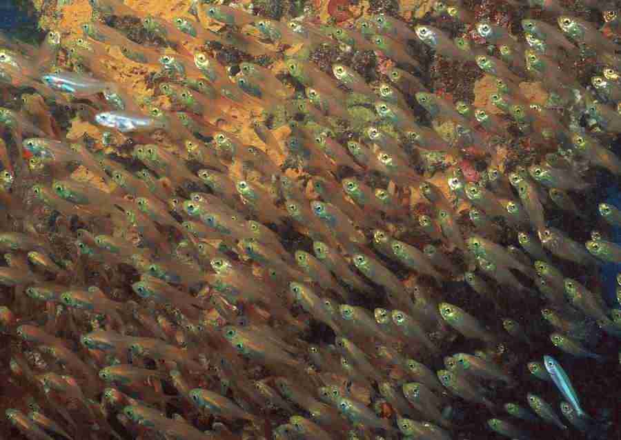 Coras And Marine Creatures - Datacraft Sozaijiten  ></a>
<script language=JavaScript> 
  var txt = 