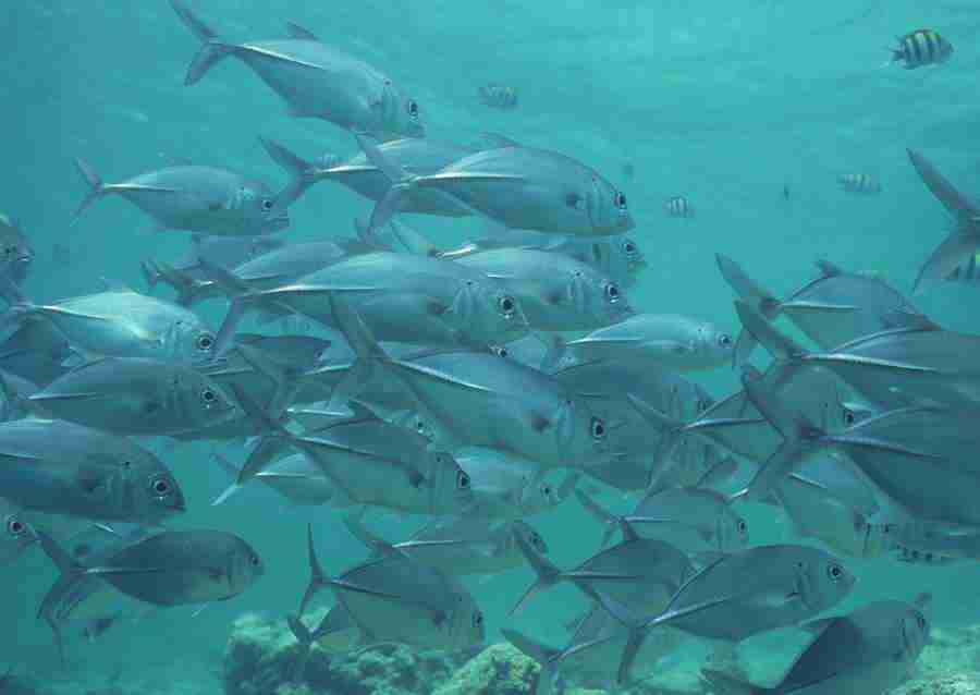 Coras And Marine Creatures - Datacraft Sozaijiten  ></a>
<script language=JavaScript> 
  var txt = 