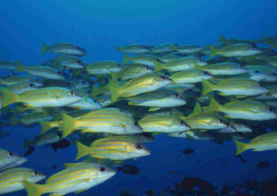Coras And Marine Creatures - Datacraft Sozaijiten  ></a>
<script language=JavaScript> 
  var txt = 