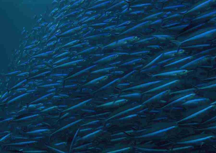 Coras And Marine Creatures - Datacraft Sozaijiten  ></a>
<script language=JavaScript> 
  var txt = 
