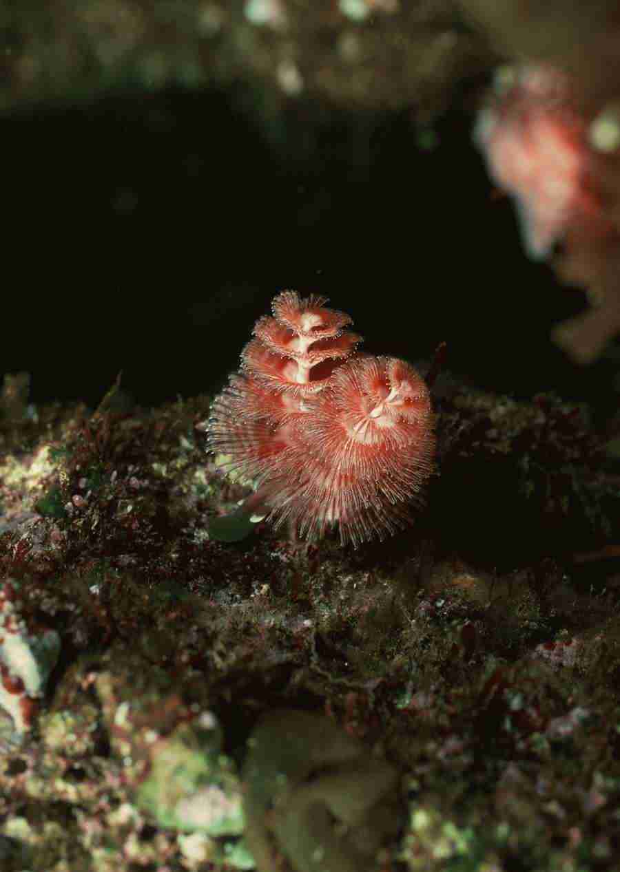Coras And Marine Creatures - Datacraft Sozaijiten  ></a>
<script language=JavaScript> 
  var txt = 