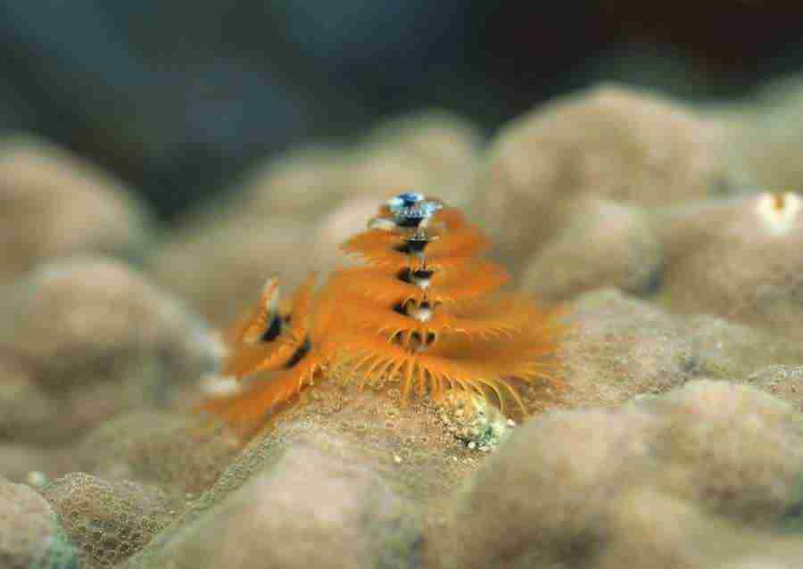 Coras And Marine Creatures - Datacraft Sozaijiten  ></a>
<script language=JavaScript> 
  var txt = 