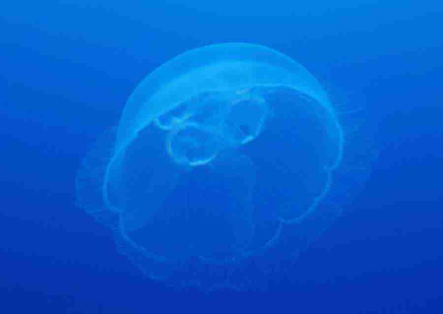 Coras And Marine Creatures - Datacraft Sozaijiten  ></a>
<script language=JavaScript> 
  var txt = 