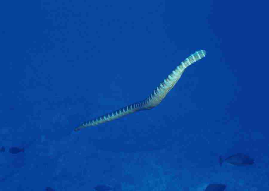 Coras And Marine Creatures - Datacraft Sozaijiten  ></a>
<script language=JavaScript> 
  var txt = 