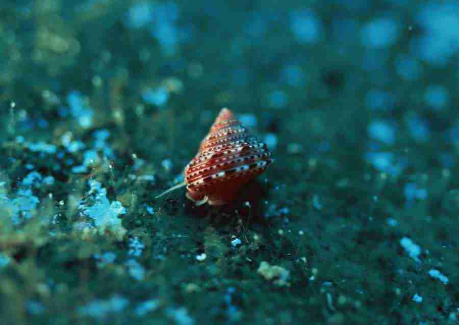 Coras And Marine Creatures - Datacraft Sozaijiten  ></a>
<script language=JavaScript> 
  var txt = 