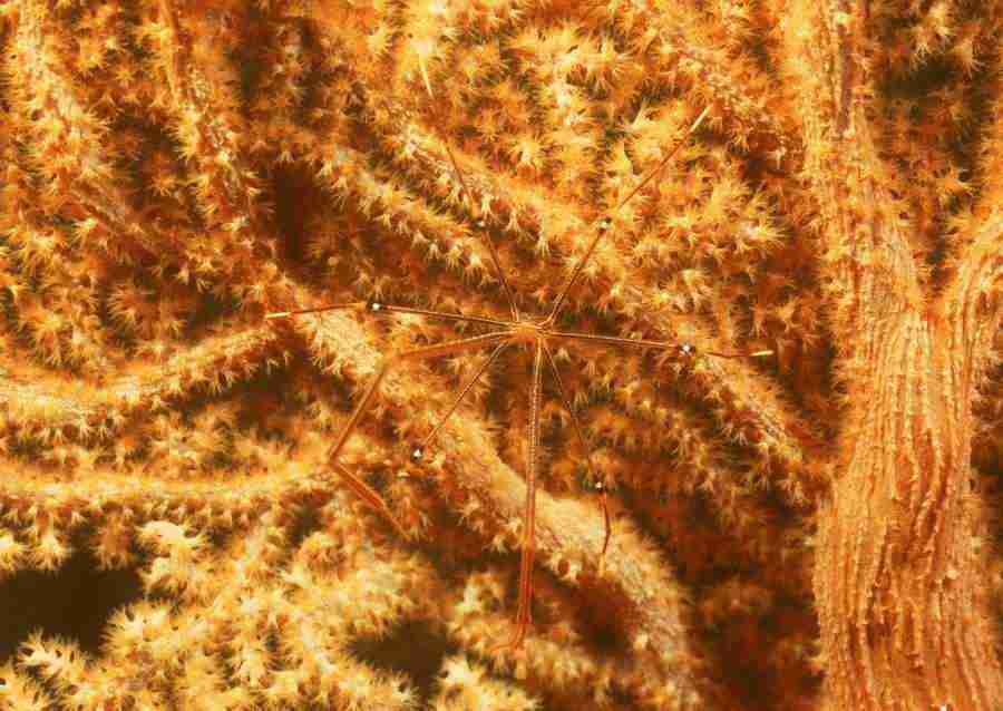 Coras And Marine Creatures - Datacraft Sozaijiten  ></a>
<script language=JavaScript> 
  var txt = 