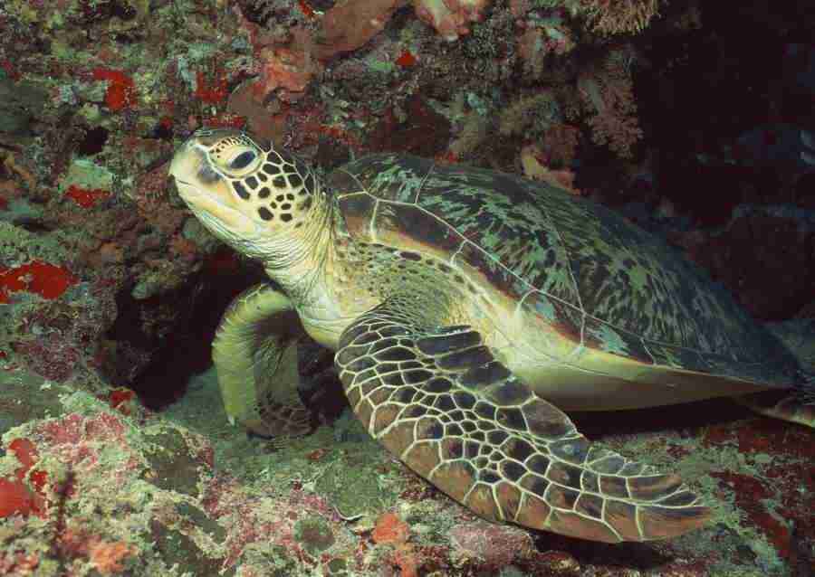 Coras And Marine Creatures - Datacraft Sozaijiten  ></a>
<script language=JavaScript> 
  var txt = 