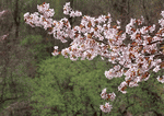 Datacraft Sozaijiten : Cherry Blossoms 