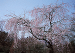 Datacraft Sozaijiten : Cherry Blossoms 