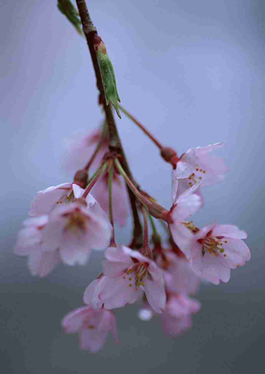 Cherry Blossoms - Datacraft Sozaijiten  ></a>
<script language=JavaScript> 
  var txt = 