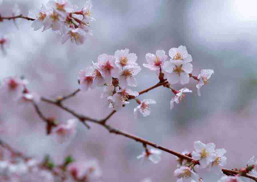 Cherry Blossoms - Datacraft Sozaijiten  ></a>
<script language=JavaScript> 
  var txt = 