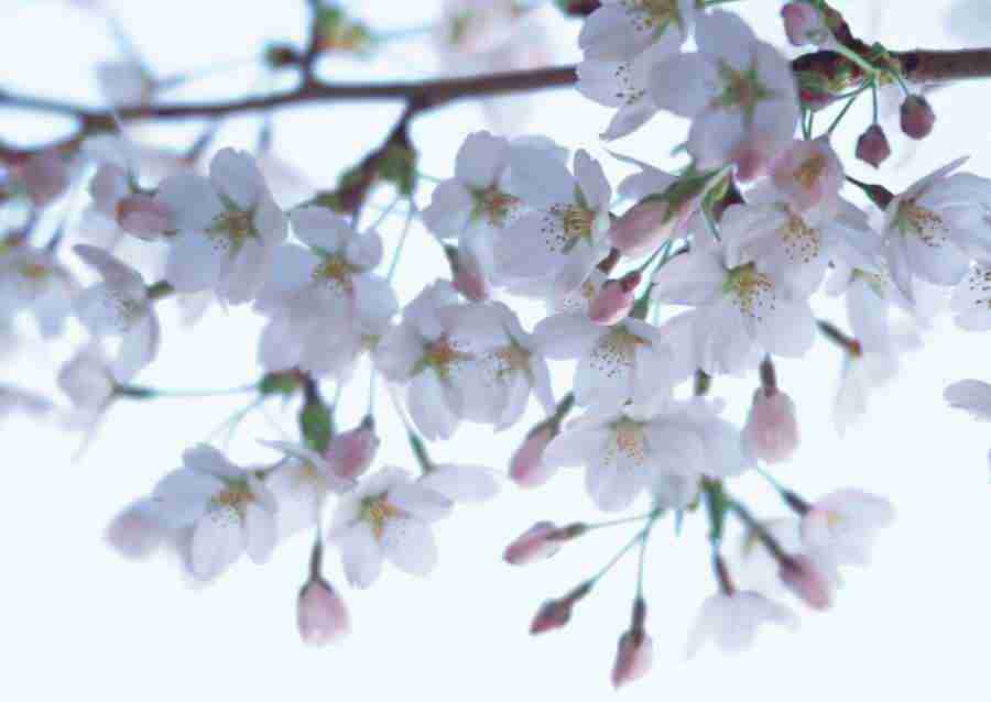 Cherry Blossoms - Datacraft Sozaijiten  ></a>
<script language=JavaScript> 
  var txt = 