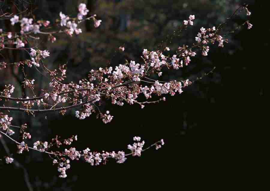 Cherry Blossoms - Datacraft Sozaijiten  ></a>
<script language=JavaScript> 
  var txt = 